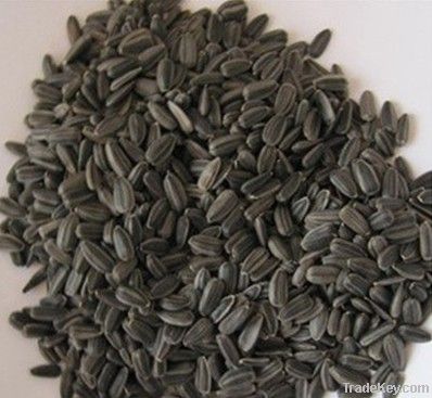 Oil Sunflower Seed 233