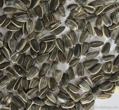 Food Sunflower Seeds 118