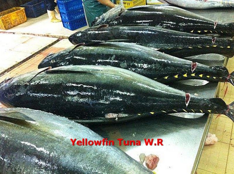 Yellowfin Tuna Whole Round