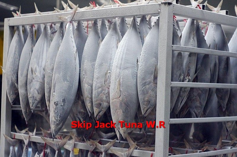 Skipjack Tuna Whole Round