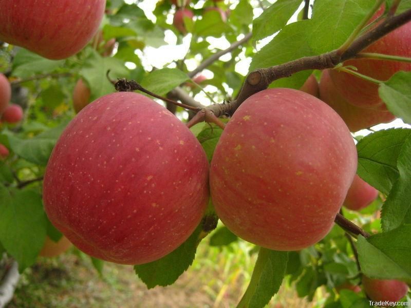 fresh fuji apple