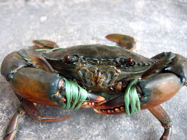 Crab Live