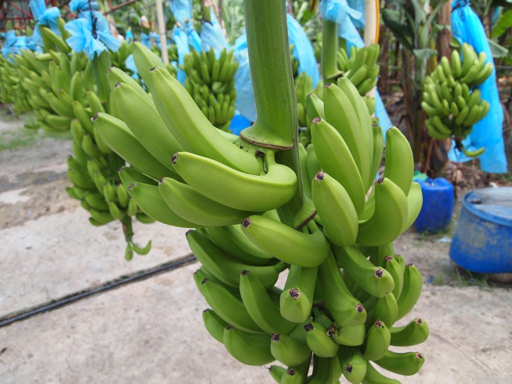 cavendish banana