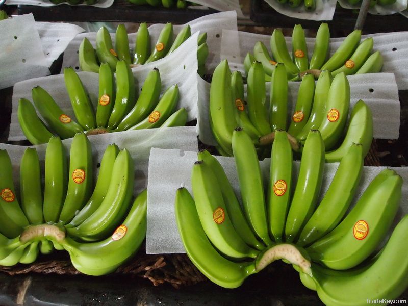 Fresh Carvendish banana