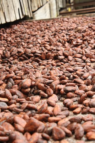 Coffee Beans and Cocoa Beans