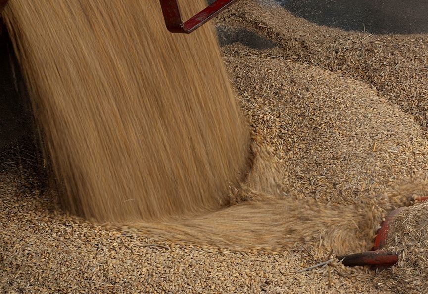 Wheat barn | Wheat barn exporter | Wheat barn importer | Wheat barn supplier | Wheat barn distributor | Wheat barn manufacturer |Animal Feed Supplier | Animal Feed Distributor |Buy Animal Feed Online |Animal Feed Exporter |Animal Feed importer |