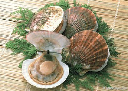 Frozen Whole Shell White Clam