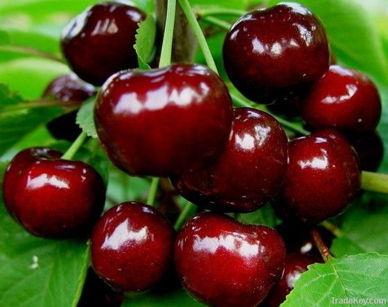 Cherries