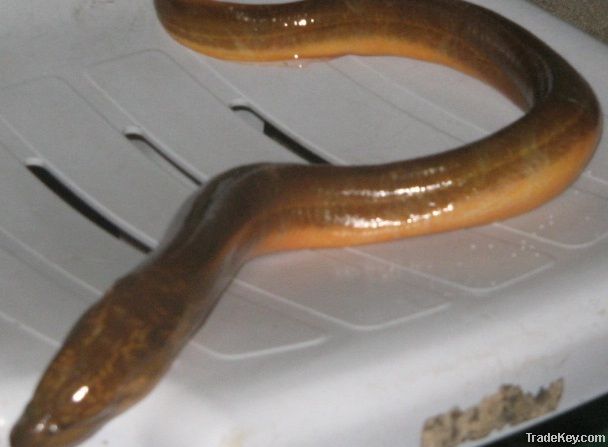 Fresh Water Live Yellow Eel