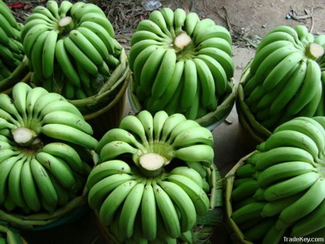 Fresh Cavendish Banana