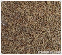 Cumin Seeds