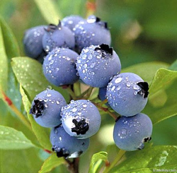Chinese Bilberry Extracts