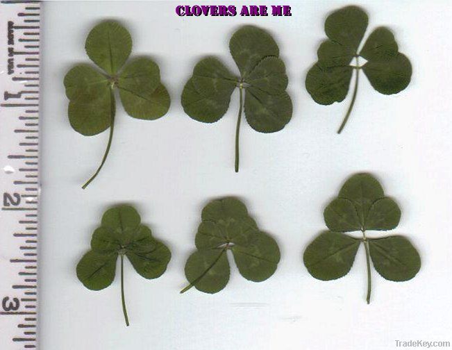 Six Leaf Clovers