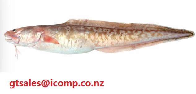 New Zealand Frozen Ling Fish complete with Maw