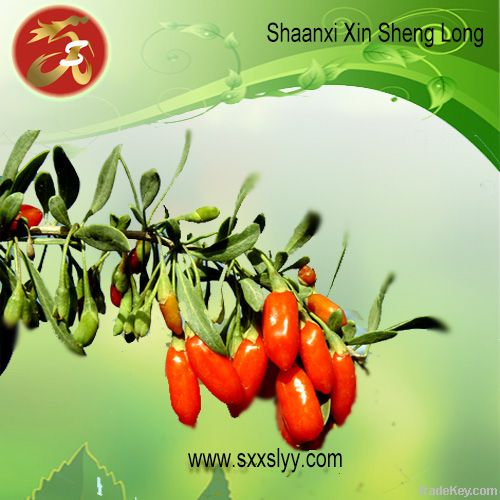 Barbury Wolfberry fruit P.E./ plant extract / herbal extract / health