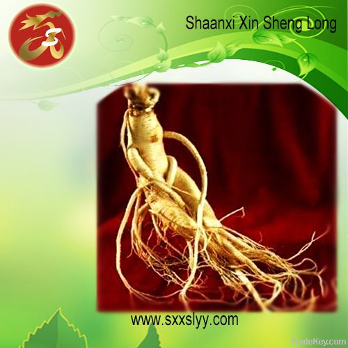 American Ginseng extract/plant extract/ herbal extract/