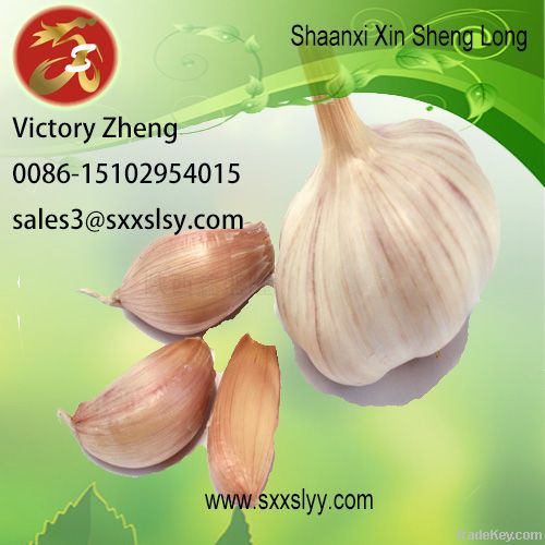 garlic Extract/plant extract/ herbal extract/