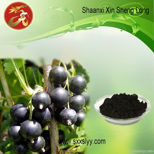Black Currant Extract/plant extract/ herbal extract/