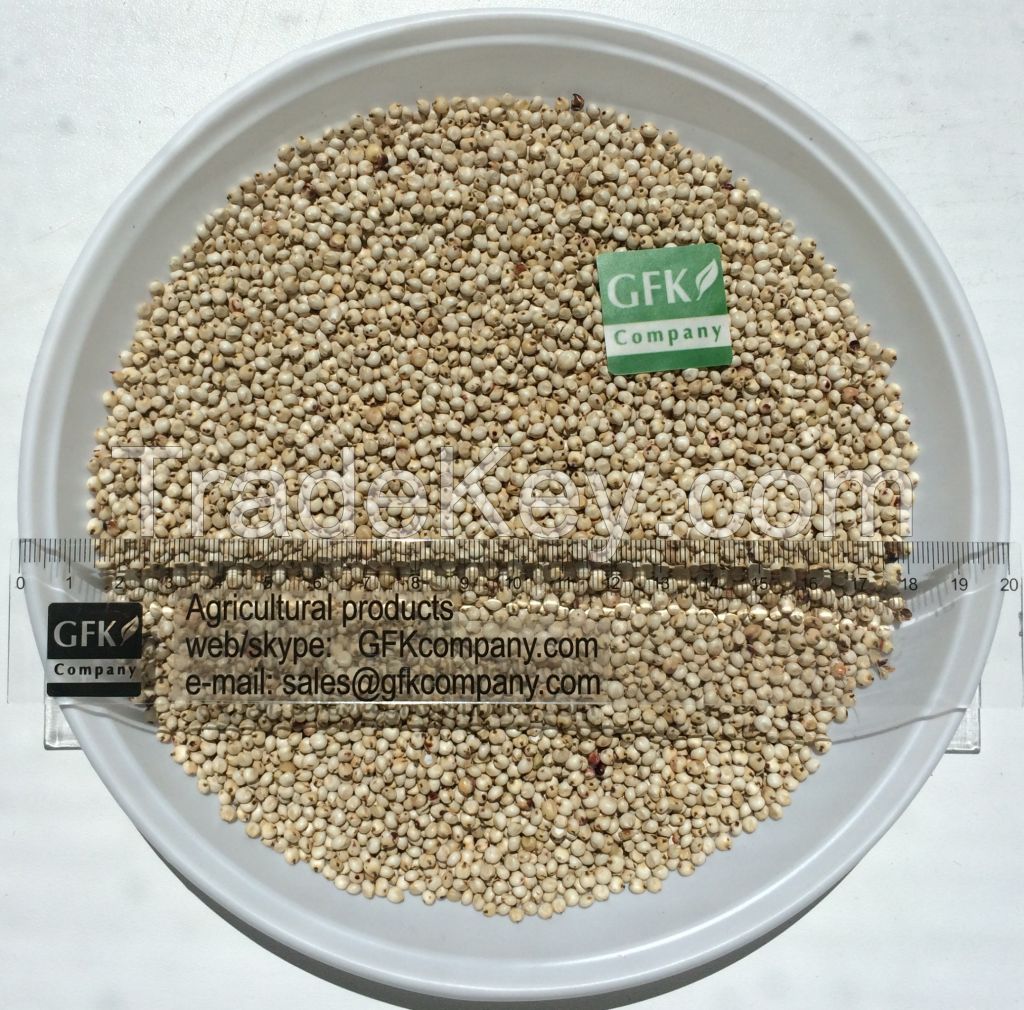 Sorghum (red, white)