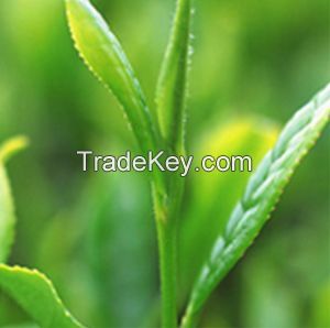 (+)-Catechin Herb Extract