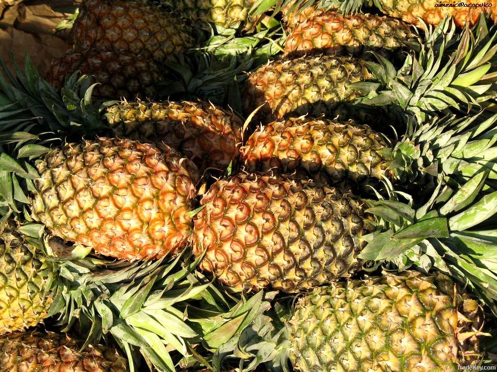 Fresh Pineapples