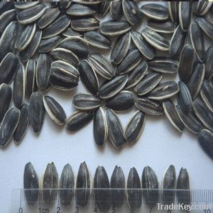 new crop  inner mongolia sunflower seeds