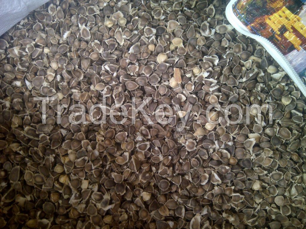 Moringa Seed