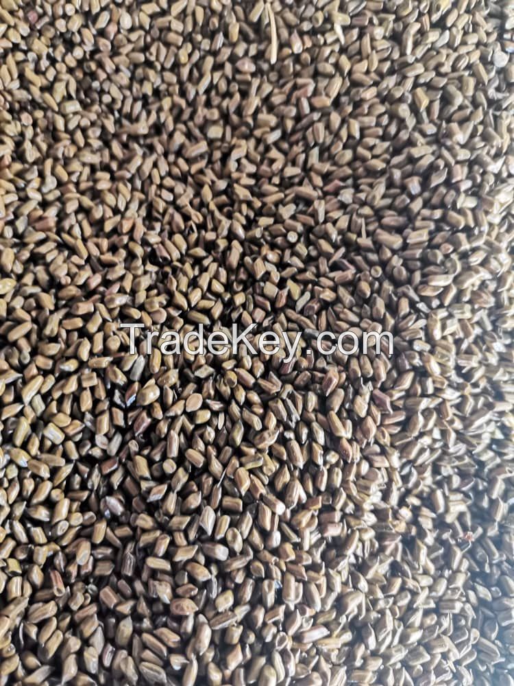 CASSIA TORA SEED