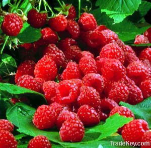 Red raspberry anthocyanin