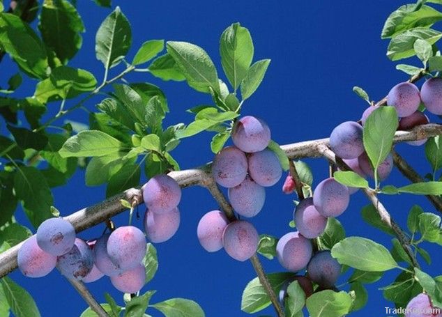 Blueberry Anthocyanin