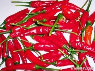 Capsaicin/Capsaicine