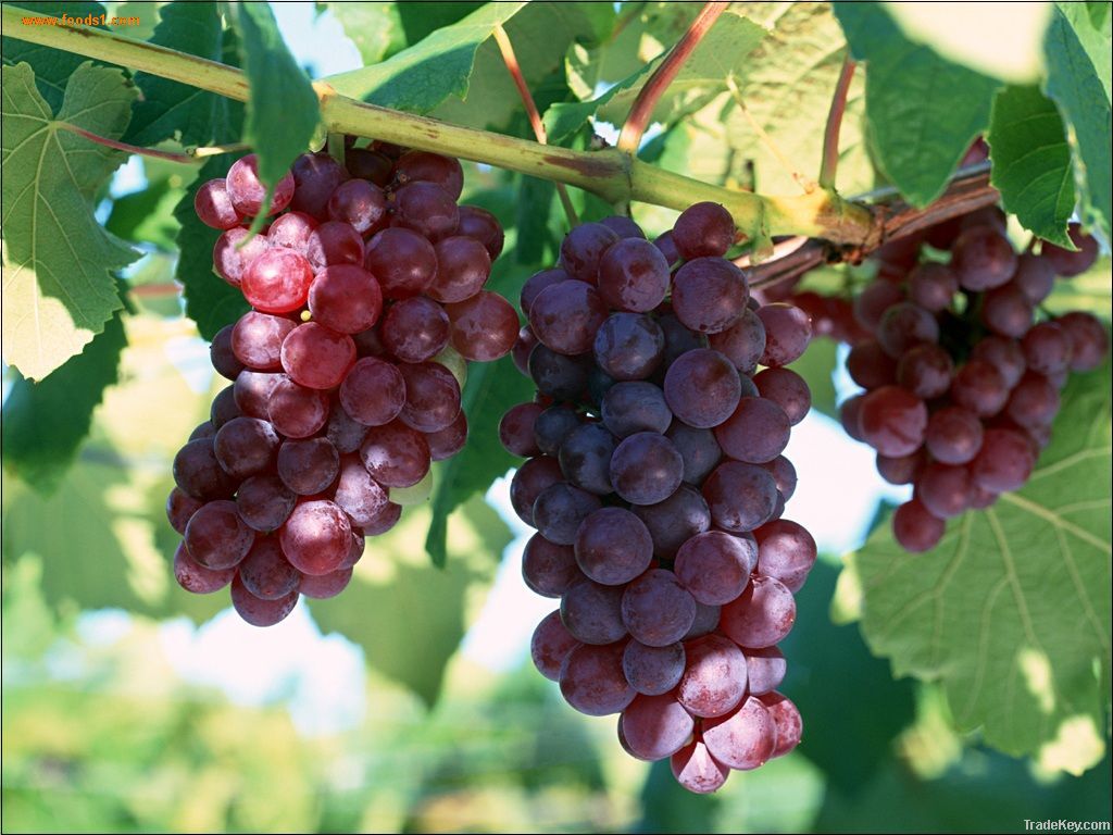 Grape Seed Extract