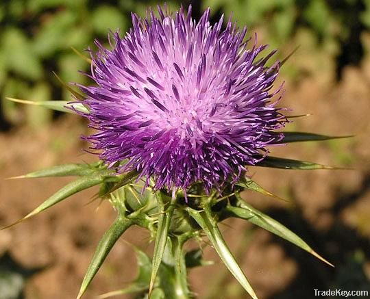 Milk Thistle Extract&Silymarine