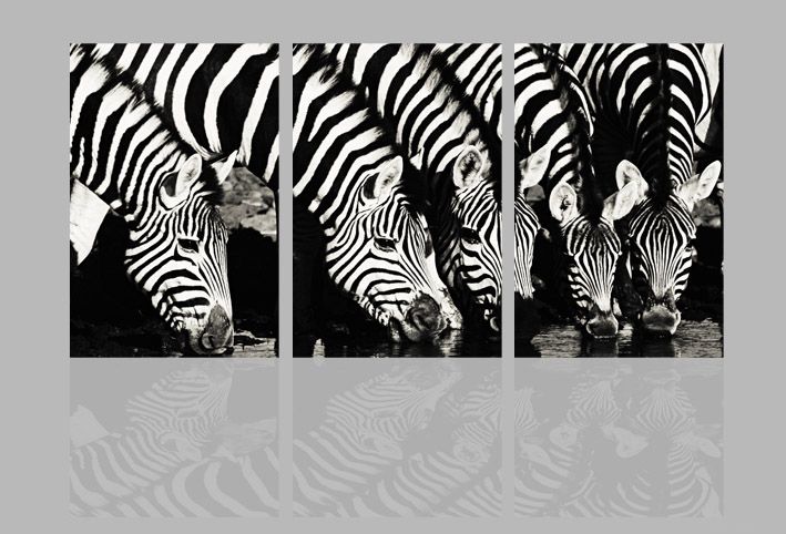 zebra animal canvas print