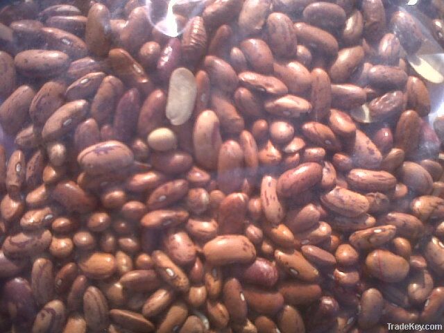 speckled kidney beans