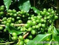 Export Coffee Beans | Coffee Bean Importer | Coffee Beans Buyer | Buy Coffee Beans | Coffee Bean Wholesaler | Coffee Bean Manufacturer | Best Coffee Bean Exporter | Low Price Coffee Beans | Best Quality Coffee Bean | Coffee Bean Supplier | Sell Coffee Bea