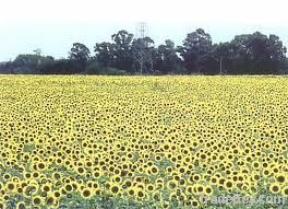 discount sunflower oil,sunflower oil exporters,sunflower oil wholesalers,sunflower oil traders,sunflower oil producers,sunflower oil traders,