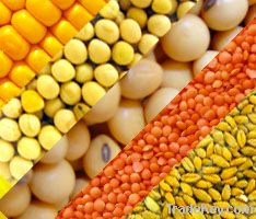 Grains and Legumes