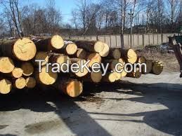 Offer of Pine and Eucalyptus  logs with FCO to CIF China  
