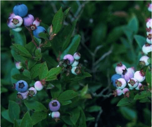 Bilberry Extract