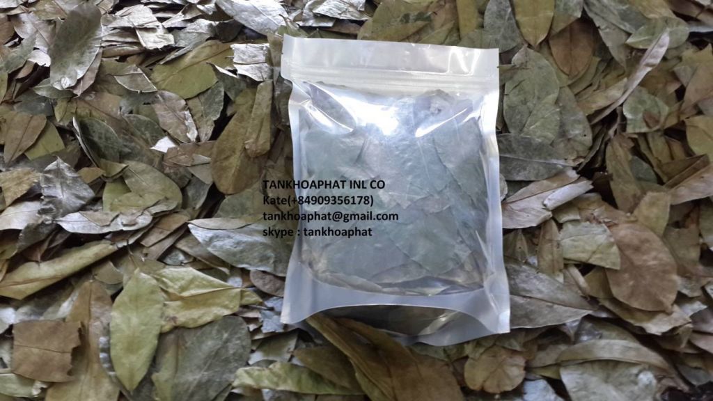 Graviola Leaf Tea/ Soursop Leaf