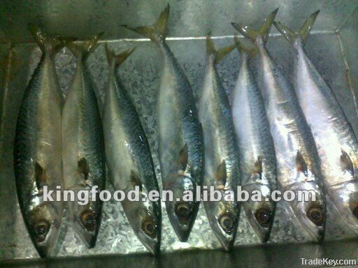 Supply frozen mackerel