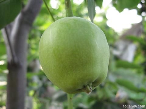 china fresh pear fruit(su pear)