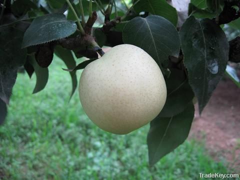 2012 chinese fresh emerald pear fruit