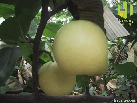 crown pear