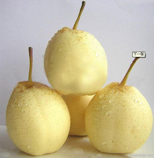 china fresh pear fruit/fruits(ya pear)