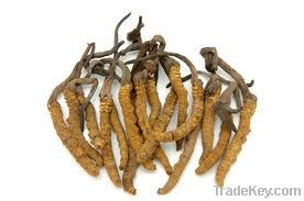 cordyceps sinensis