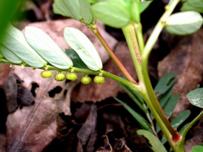 Phyllanthus urinaria L