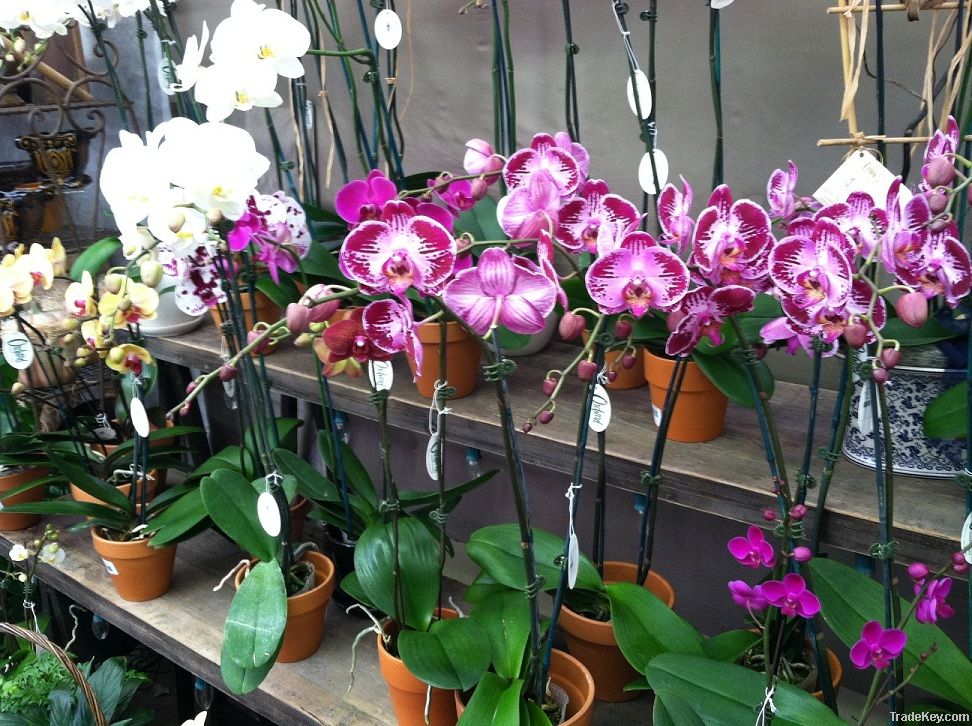 Orchids from Thailand
