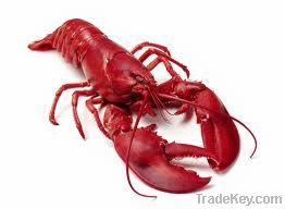 Lobster